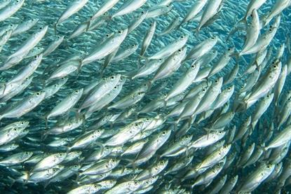 Shoal of fish
