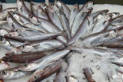 Blue whiting