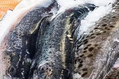 Norwegian salmon