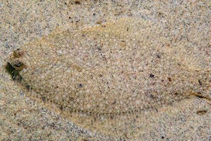 NOAA.winter-flounder-alex-shure-CC4-0-NEFSC
