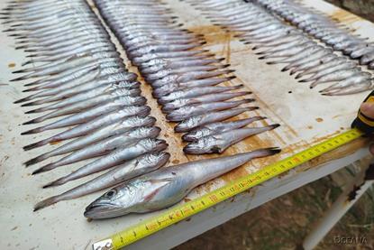 undersized hake