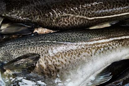 Icelandic cod