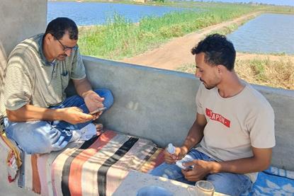 Two tilapia fishermen in Egypt accessing an app which helps improve welfare standards in aquaculture