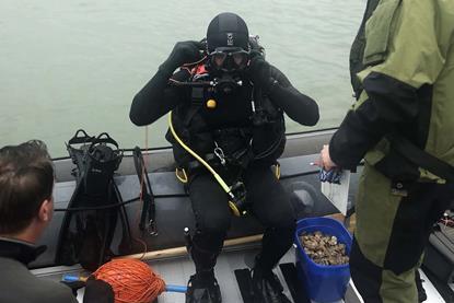 A RN diver releases oysters back into the Solent