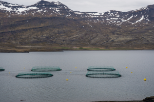Aquaculture Graphic (ICELAND)