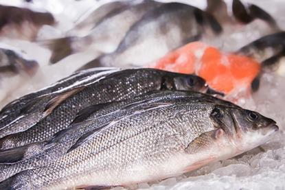 European seabass