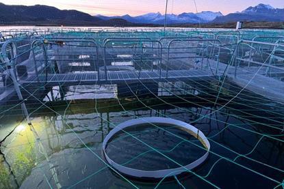 Nofima research into the light needs of farmed salmon
