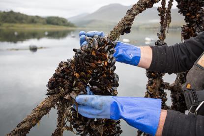 UK mussels