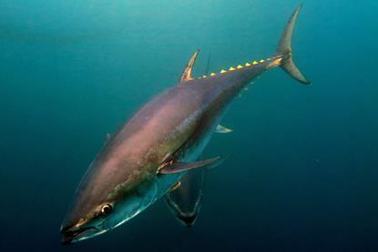 Atlantic bluefin tuna