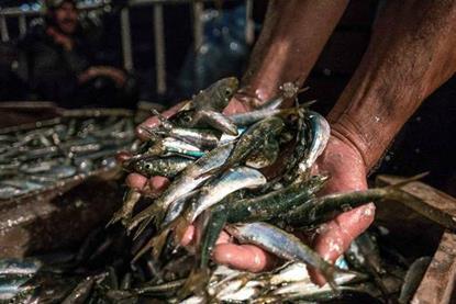 Mediterranean fishing