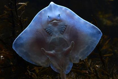 The image shows a Greenpeace picture of the Thornback Ray