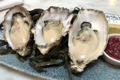 Pacific oysters