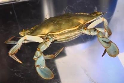 A close up image of a crab being manually sorted