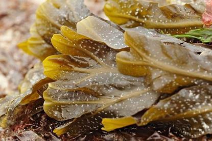 A new textile has been developed which could revolutionise seaweed farming. Credit: Gary Houston/CC0, via Wikimedia Commons
