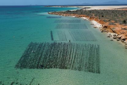Longlines at the TIDE seaweed farm on Margarita Island, Venezuela