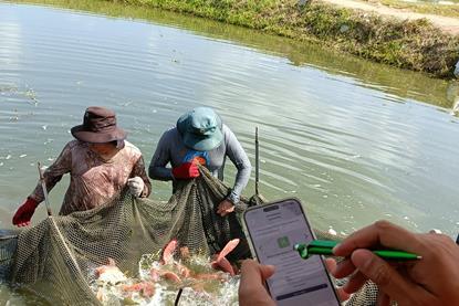 FAI Tilapia Welfare