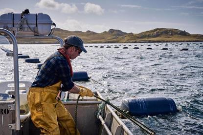 Shetland mussels