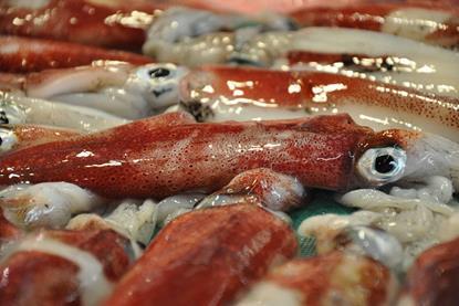 Oceana EU squid study