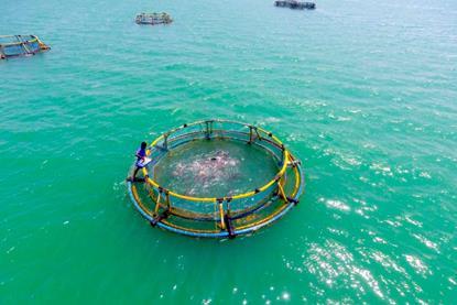 Cage fish farming