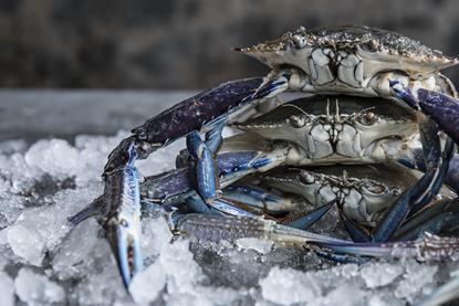 Blue swimmer crab