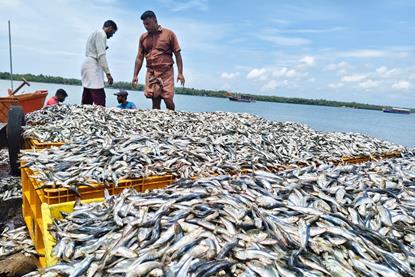 Two fishermen standing by an immense haul of sardines