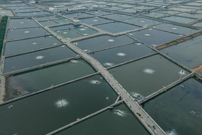Tuna Rich Trade & Fishery Co farm, Taiwan