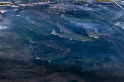 Nofima salmon handbooks