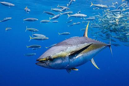 ICCAT yellowfin tuna