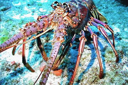 Caribbean spiny lobster