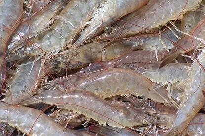 The shrimp farm is expected to be in operation before the end of the year