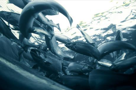 Salmon farming