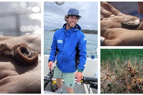 Dr Ben Harris, University of Exeter, and Brittle Star