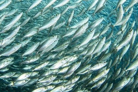 Shoal of fish
