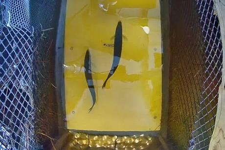 Footage from Innovasea HydroAI