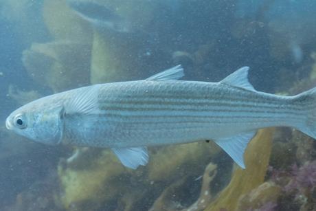 Mújol_(Mugil_cephalus),_Parque_natural_de_la_Arrábida,_Portugal,_2021-09-09,_DD_25