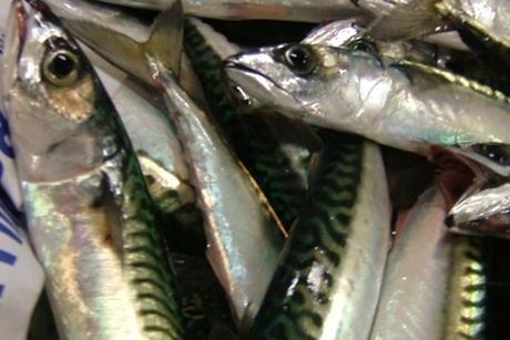 A long term management strategy has been signed to support the long-term future of North East Atlantic Mackerel stock