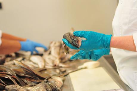 A generic picture of fish feed research - a gloved hand holds a fish sample in a laboratory
