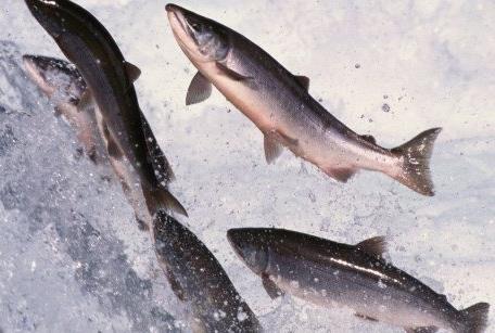 BIM withdraws salmon farm application in Galway Bay