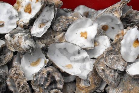 Oysters can provide 'services' that can outweigh their harvest value Photo: © Penny Mayes/CC BY-SA 2.0