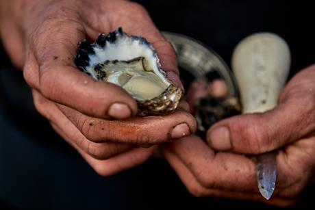 Farmer holding a rock oyster