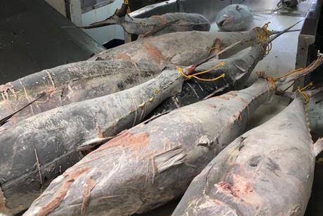 tuna