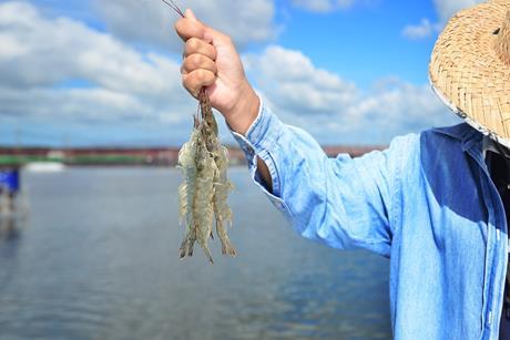 Fisher holding shrimp