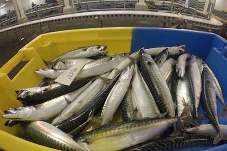 Norway takes a tough stance on mackerel
