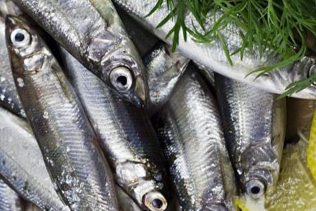 The image shows a close up of multiple Peruvian anchovies on ice