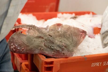 thornback ray in a box of ice