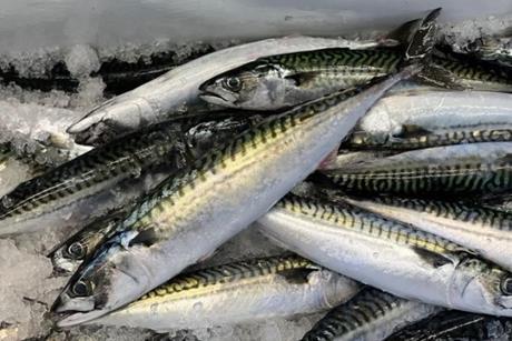 mackerel-sample-credit-nefsc