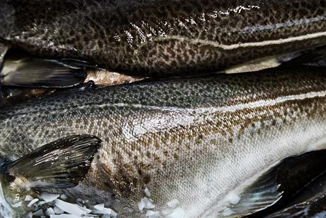 Icelandic cod