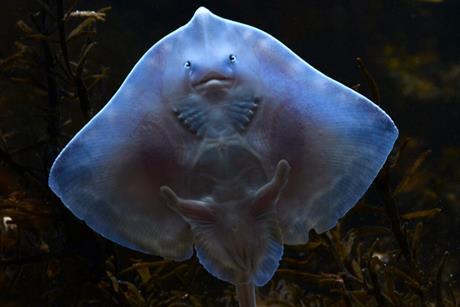 The image shows a Greenpeace picture of the Thornback Ray