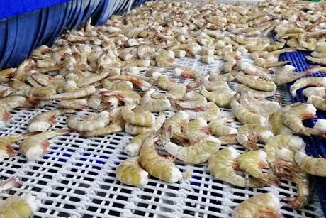 Shrimp in tunnel freezer