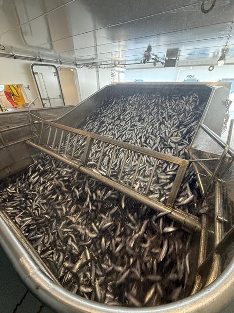 A catch of fine quality herring